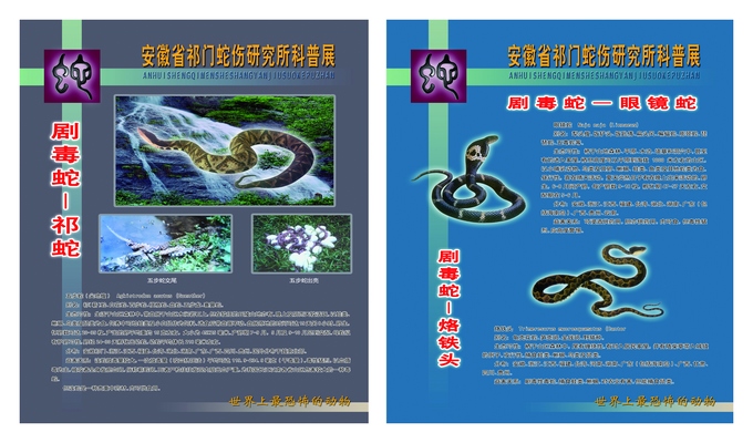 蛇类科普